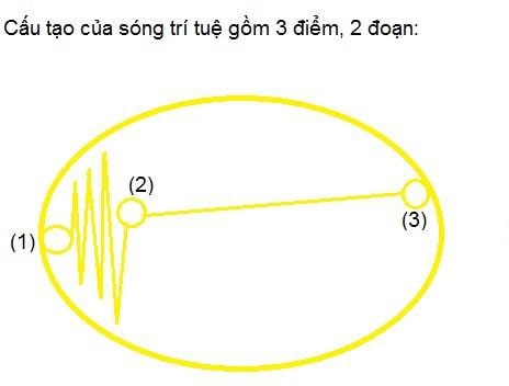 Cấu tạo của sợi mã sóng trí tuệ t
